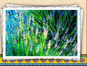 En Provence by Boz